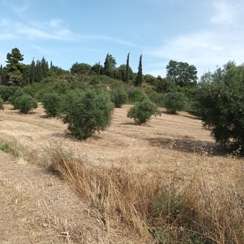 (Προς Πώληση) Αξιοποιήσιμη Γη Οικόπεδο || Ν. Αχαϊας/Ωλένια - 11.000 τ.μ, 85.000€ 